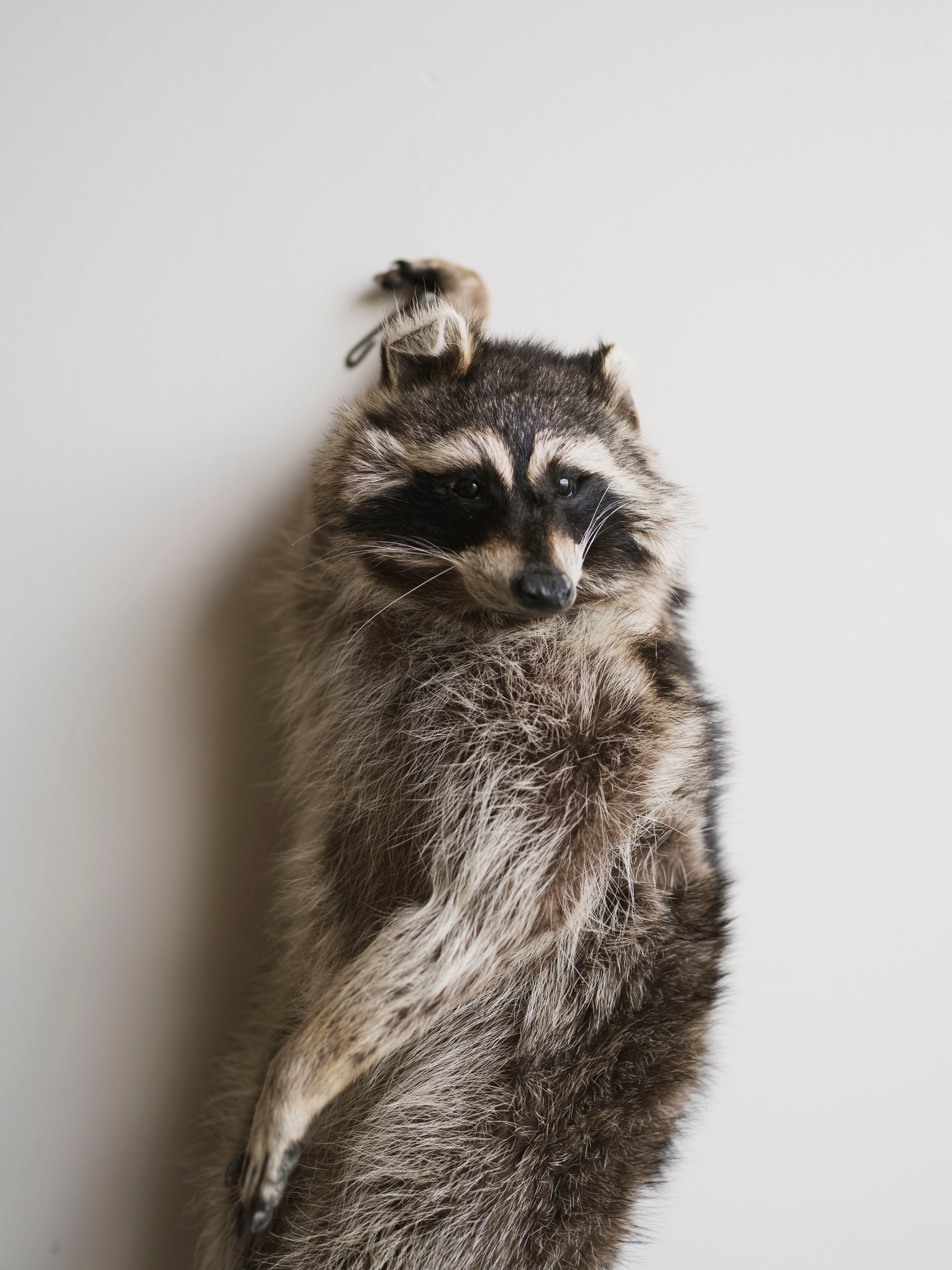 Full Body Hanging Raccoon Taxidermy (Mama), TA351
