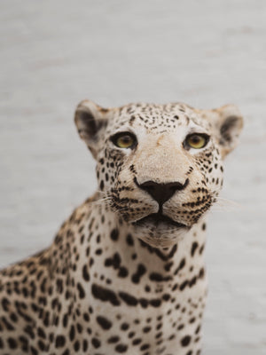 Full Body Leopard Taxidermy (Lafayette), TA365