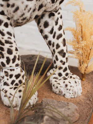 Full Body Leopard Taxidermy (Lafayette), TA365