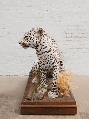 Full Body Leopard Taxidermy (Lafayette), TA365