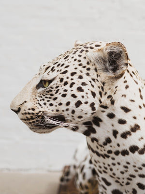 Full Body Leopard Taxidermy (Lafayette), TA365