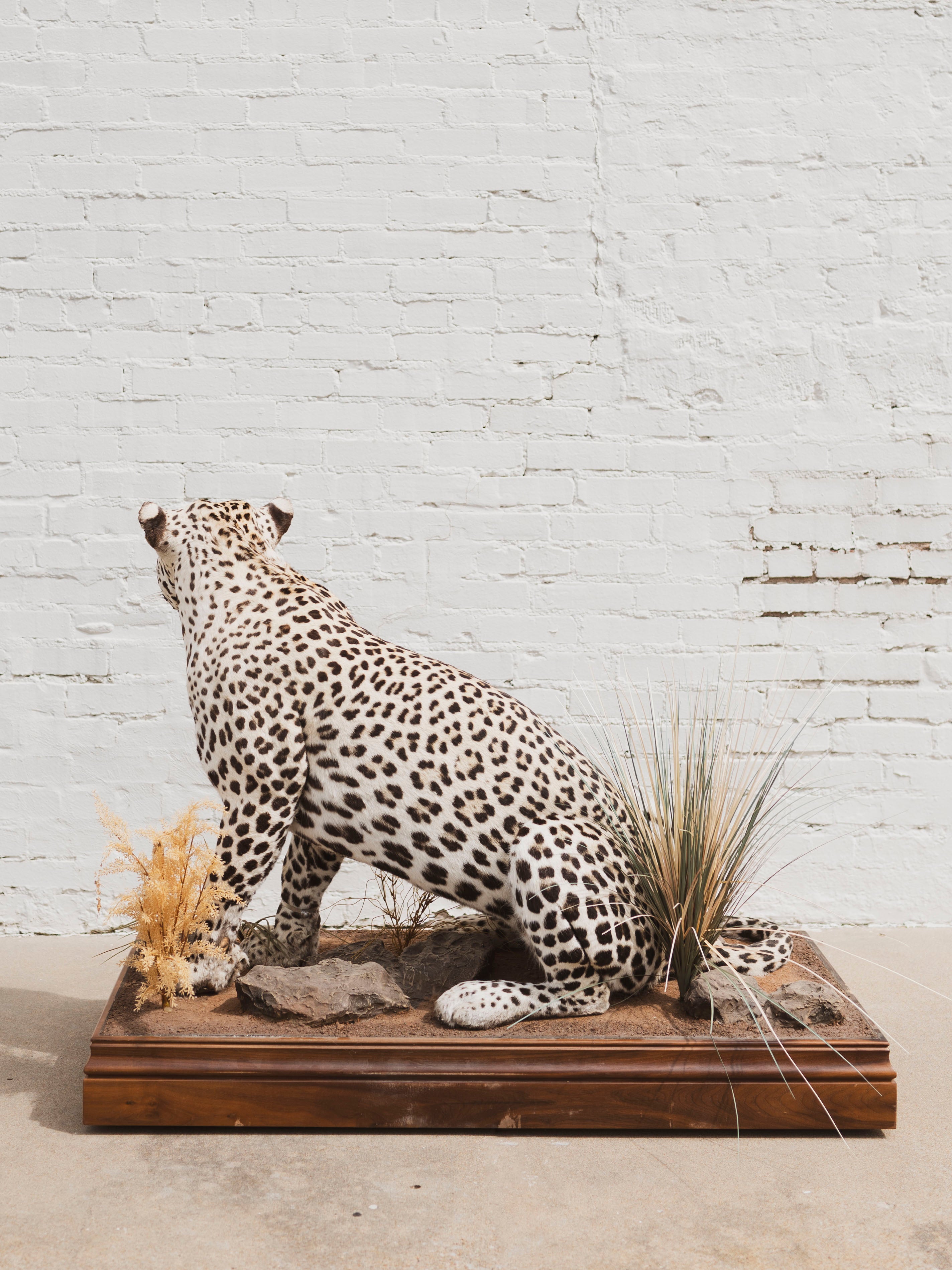 Full Body Leopard Taxidermy (Lafayette), TA365