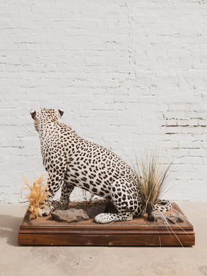 Full Body Leopard Taxidermy (Lafayette), TA365