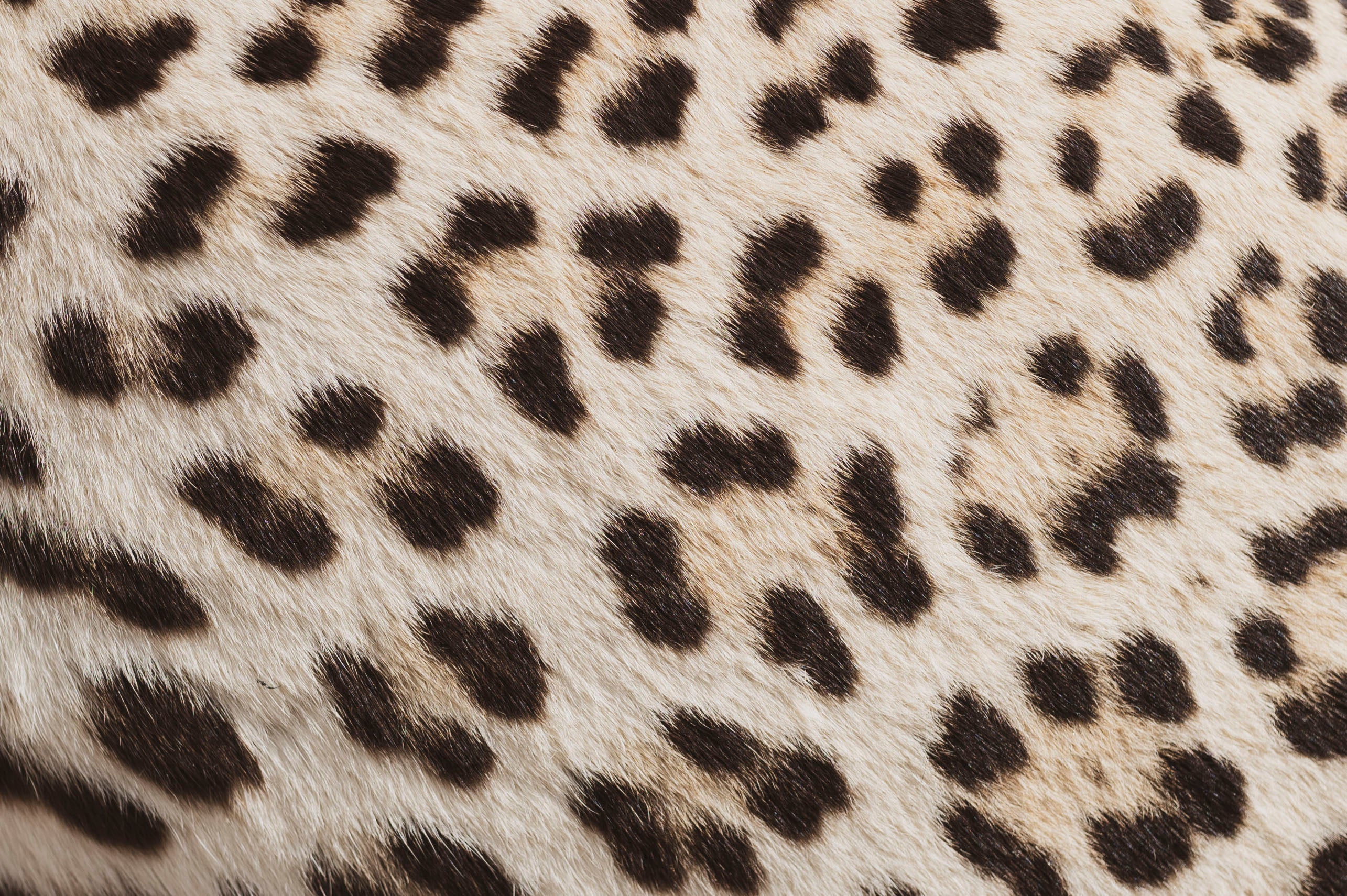 Full Body Leopard Taxidermy (Lafayette), TA365