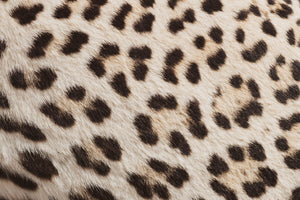Full Body Leopard Taxidermy (Lafayette), TA365
