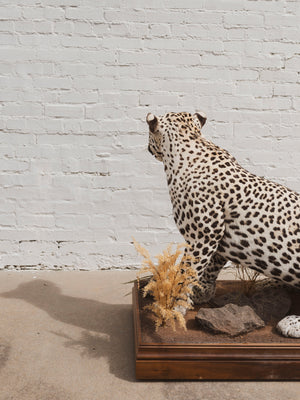Full Body Leopard Taxidermy (Lafayette), TA365