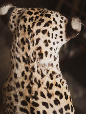 Full Body Leopard Taxidermy (Lafayette), TA365