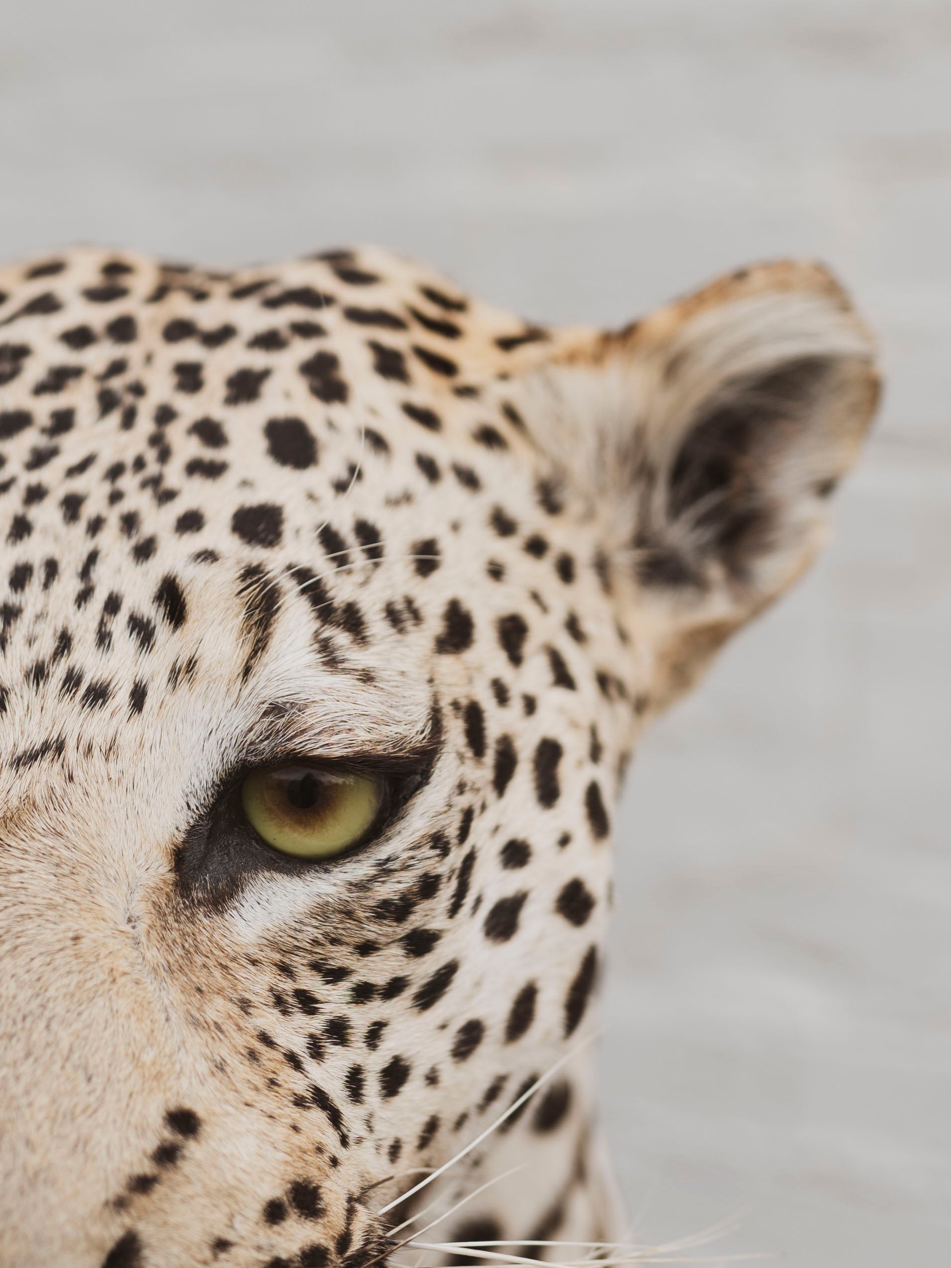 Full Body Leopard Taxidermy (Lafayette), TA365