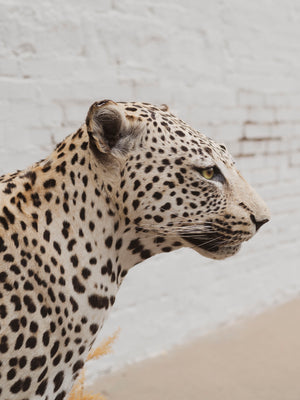 Full Body Leopard Taxidermy (Lafayette), TA365