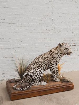 Full Body Leopard Taxidermy (Lafayette), TA365