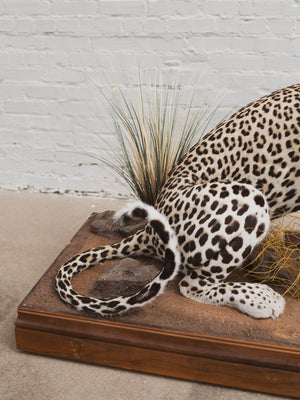 Full Body Leopard Taxidermy (Lafayette), TA365