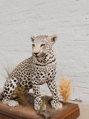Full Body Leopard Taxidermy (Lafayette), TA365