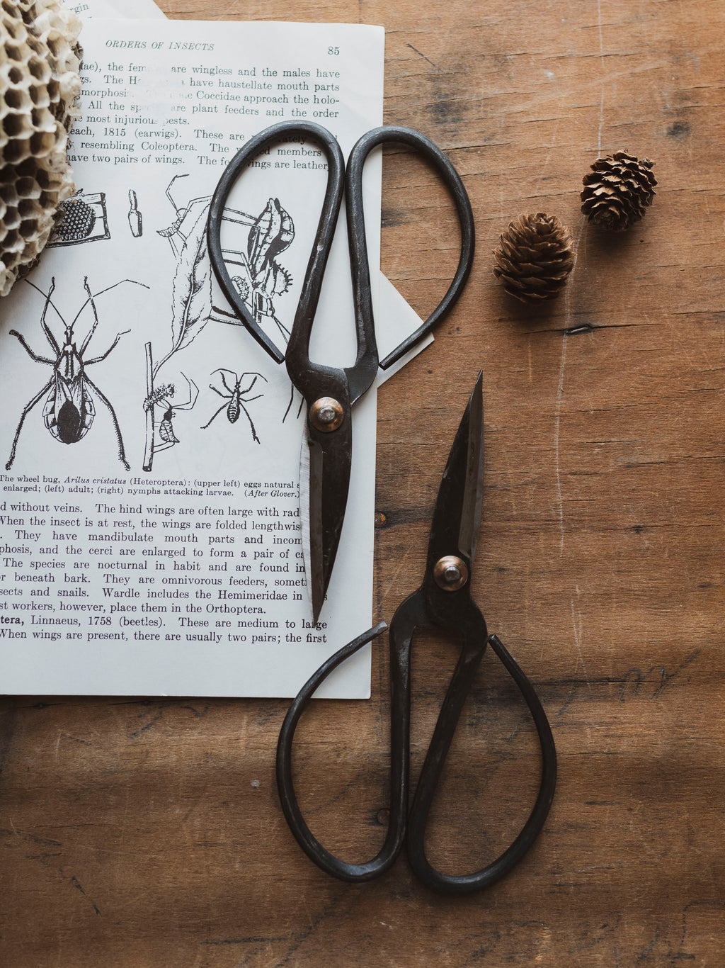 Black Steel Scissors, HD554