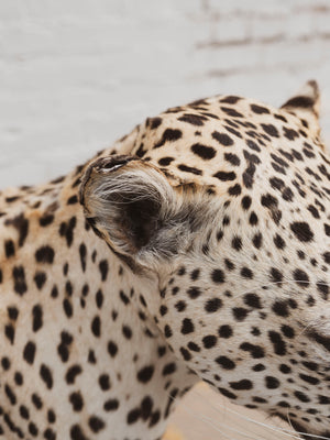 Full Body Leopard Taxidermy (Lafayette), TA365