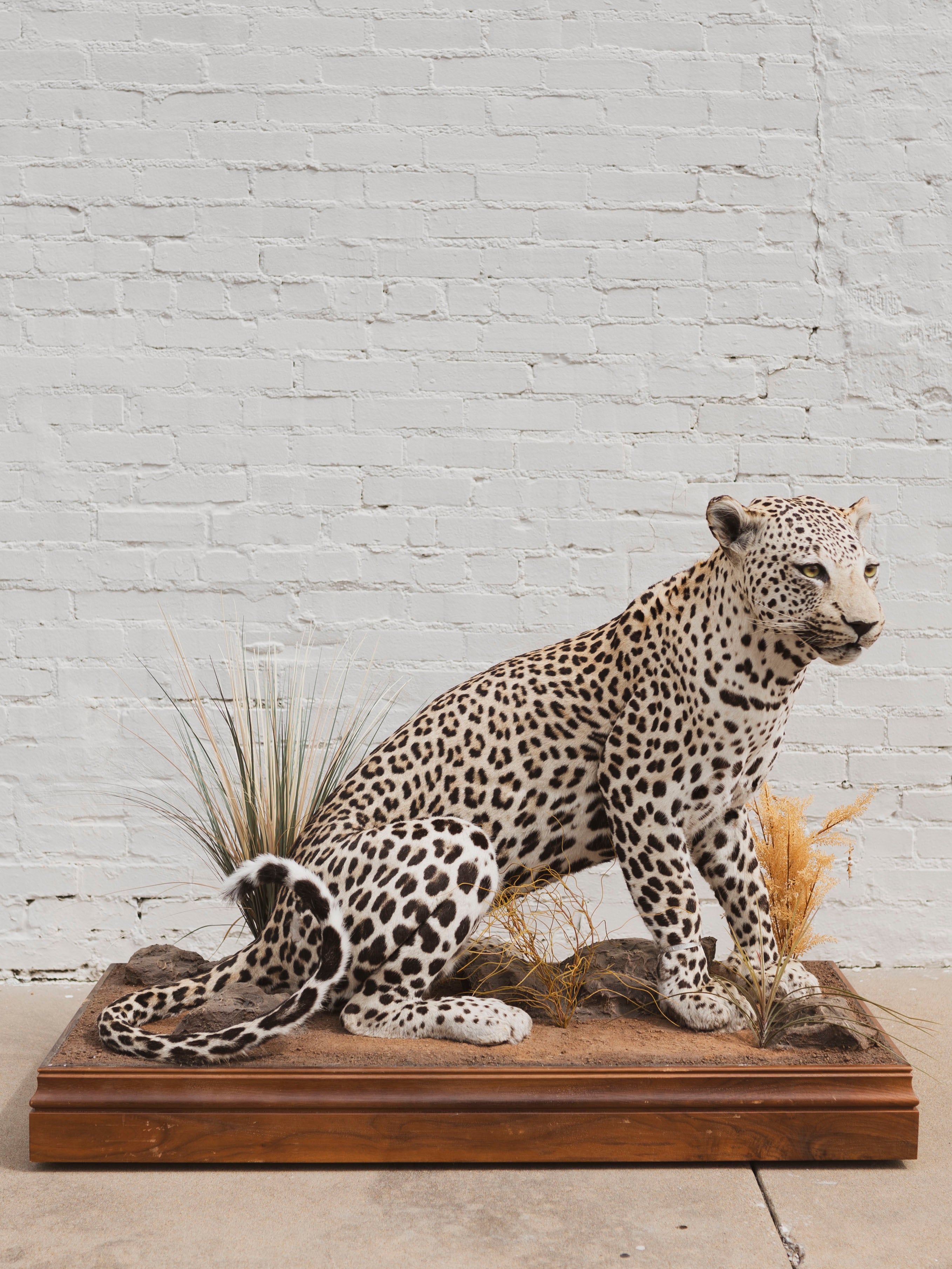 Full Body Leopard Taxidermy (Lafayette), TA365