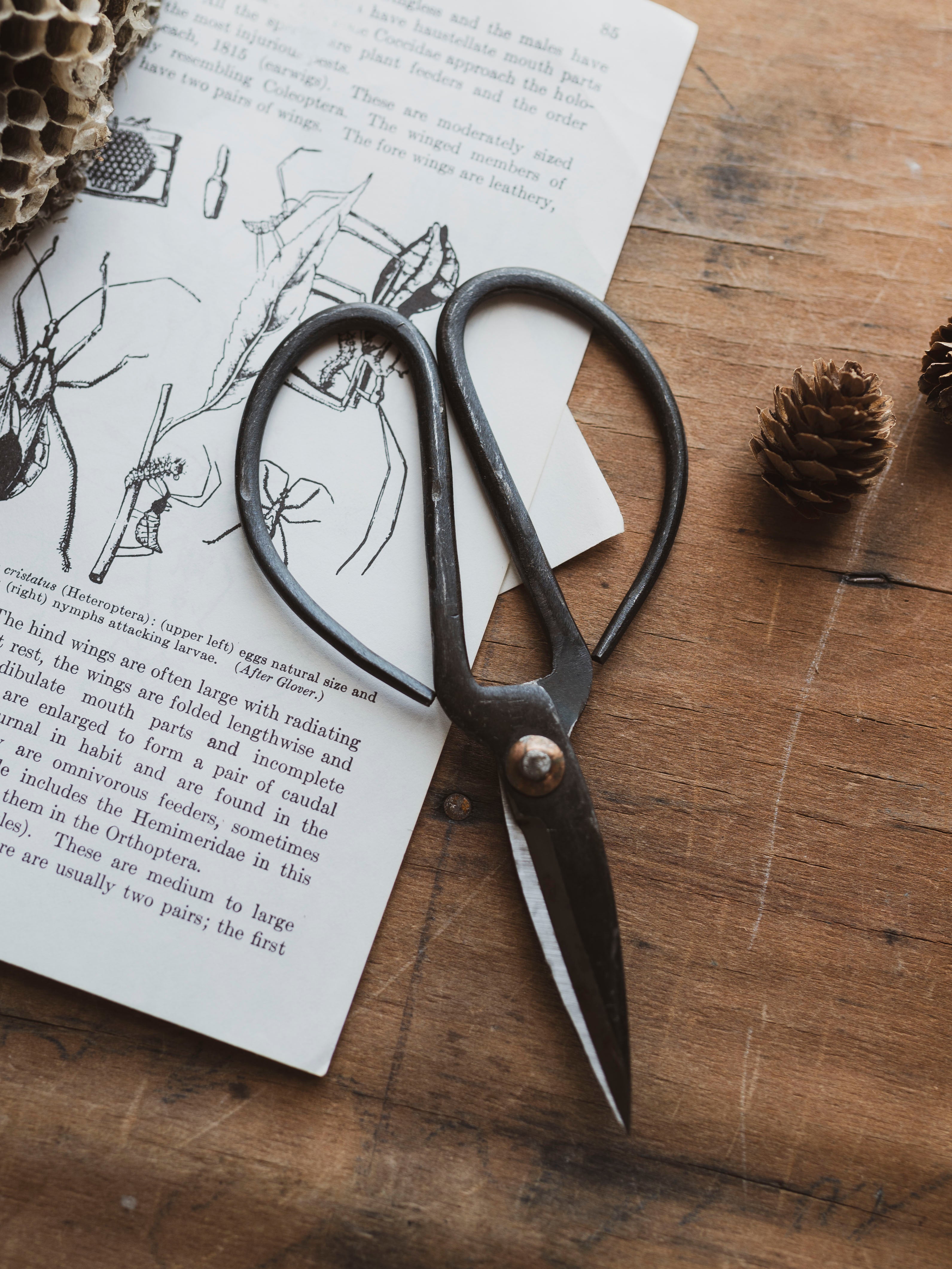 Black Steel Scissors, HD554