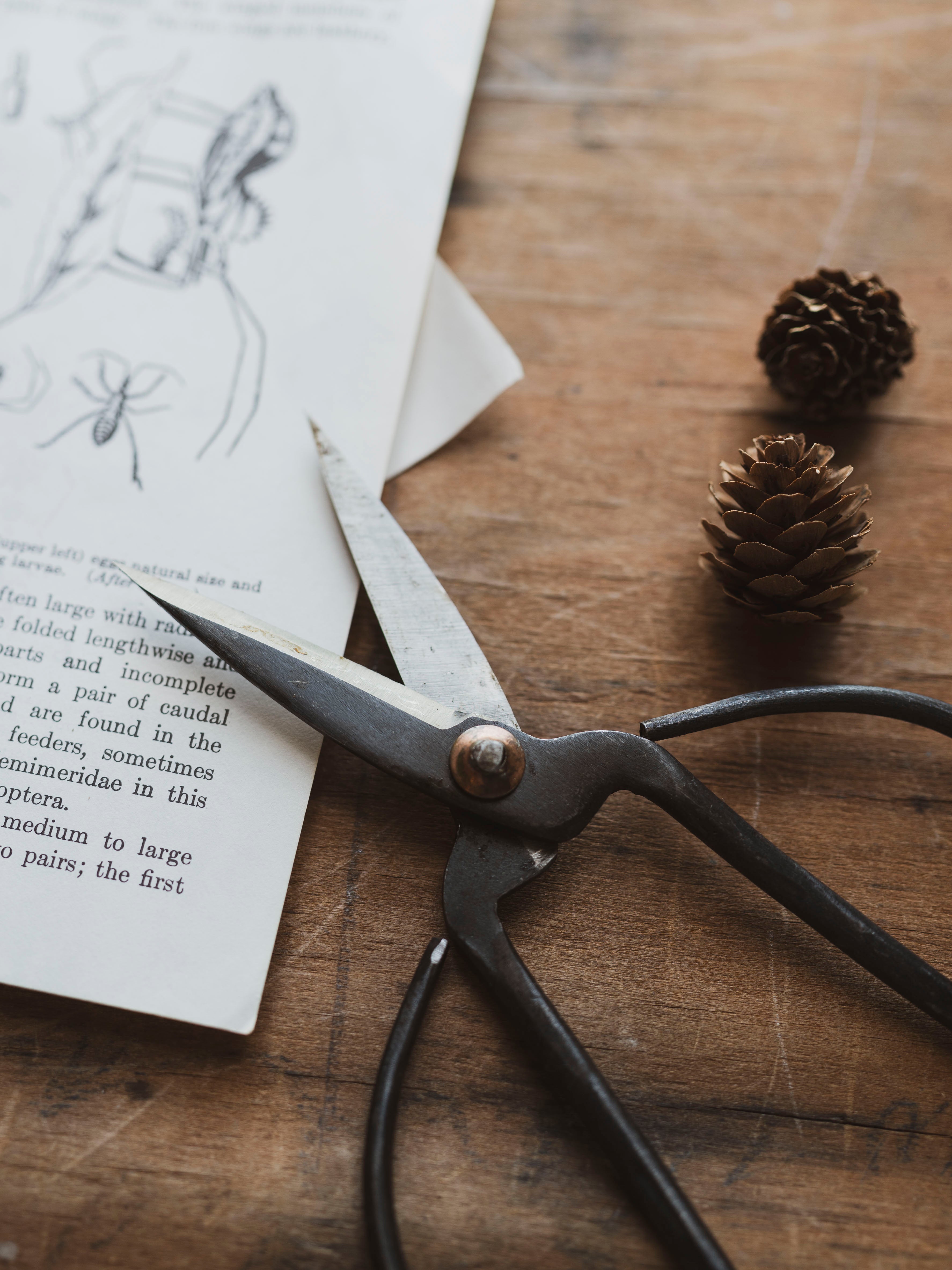 Black Steel Scissors, HD554