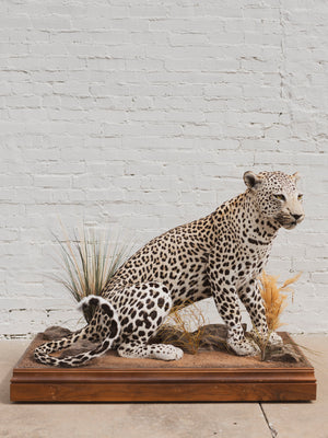 Full Body Leopard Taxidermy (Lafayette), TA365