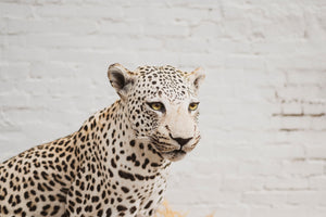 Full Body Leopard Taxidermy (Lafayette), TA365
