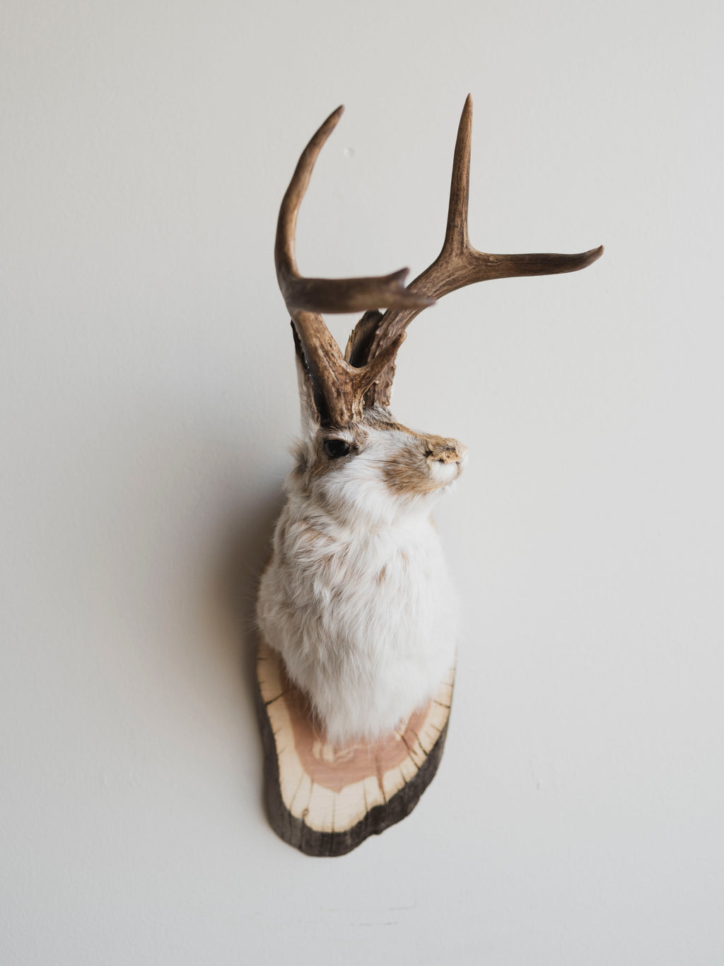 Jackalope Taxidermy (Jolene), TA232