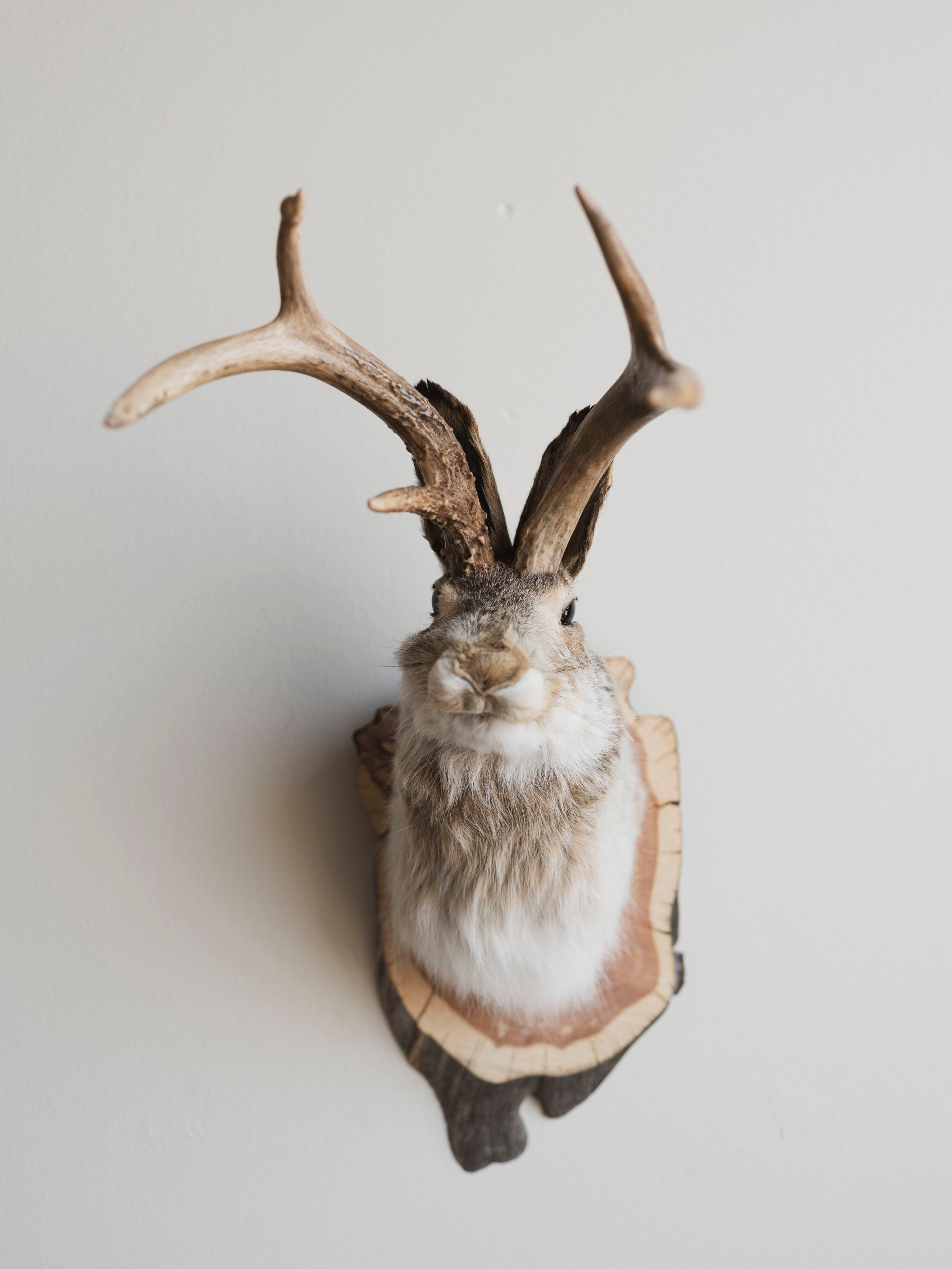 Jackalope Taxidermy (Juanita), TA231
