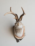 Jackalope Taxidermy (Juanita), TA231
