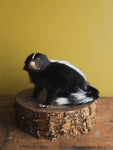 Juvenile Skunk Taxidermy (Citrine), TA266