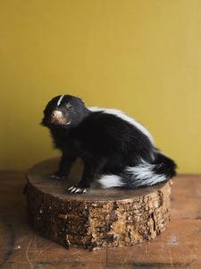 Juvenile Skunk Taxidermy (Citrine), TA266
