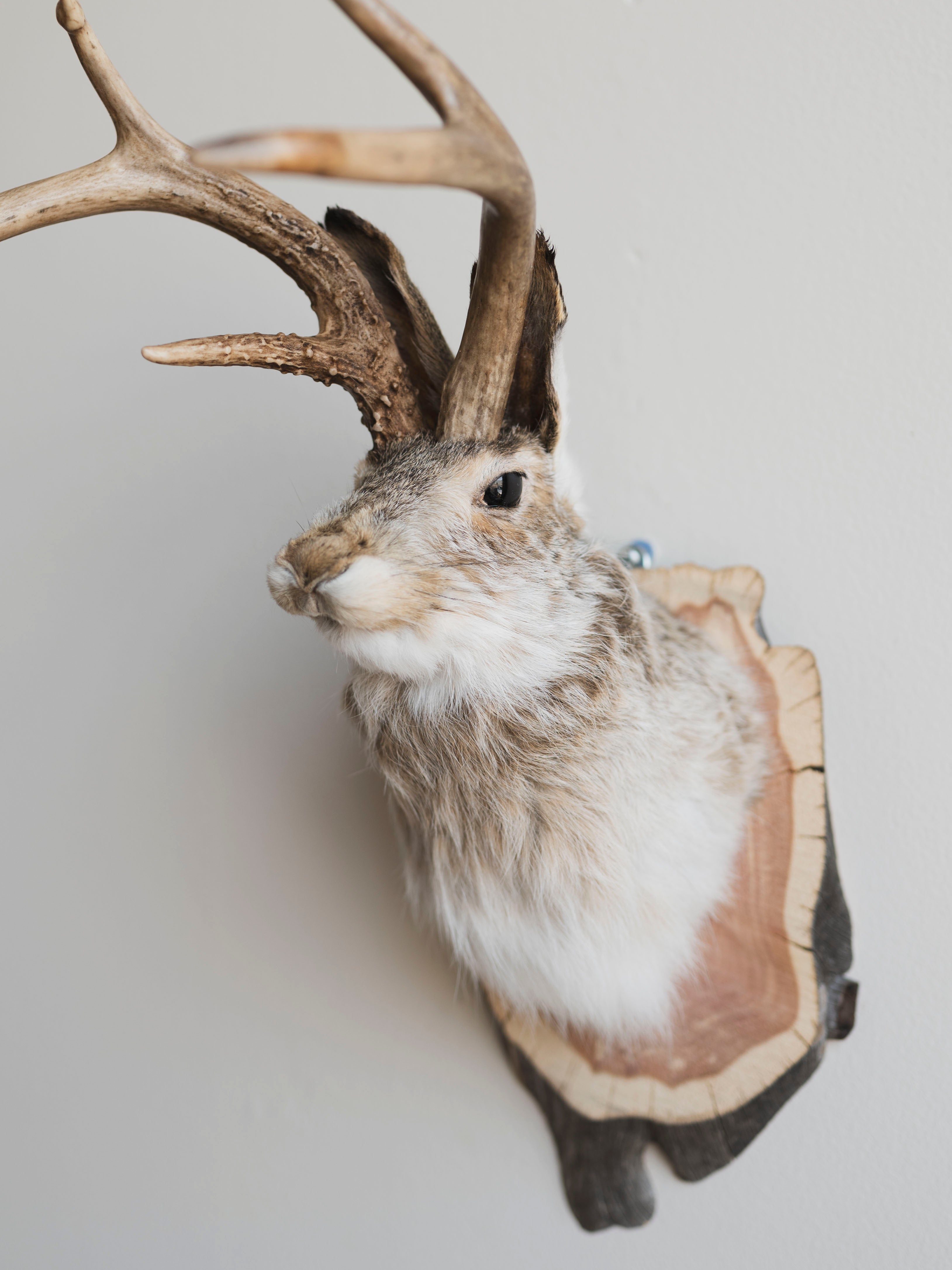 Jackalope Taxidermy (Juanita), TA231