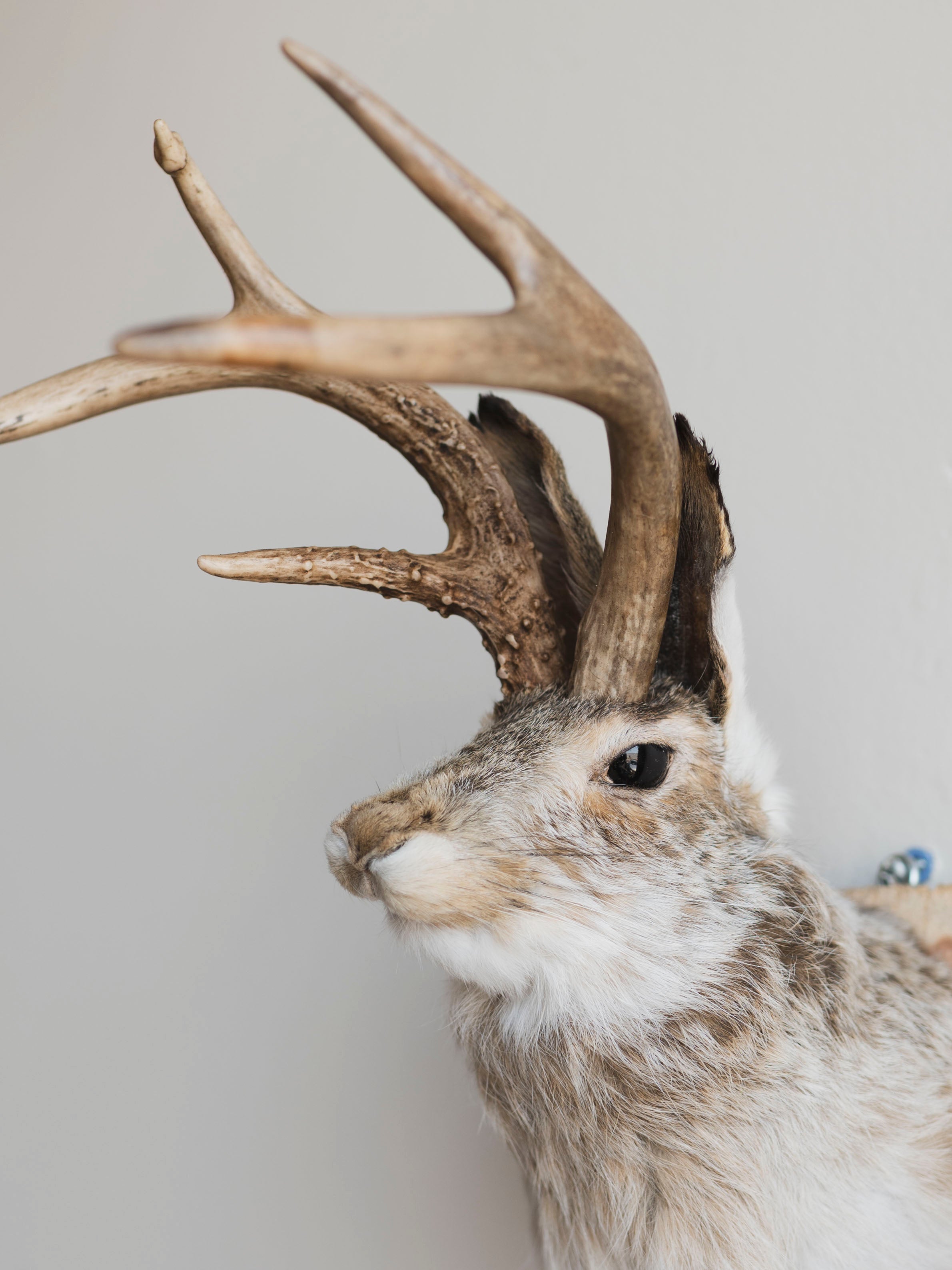Jackalope Taxidermy (Juanita), TA231