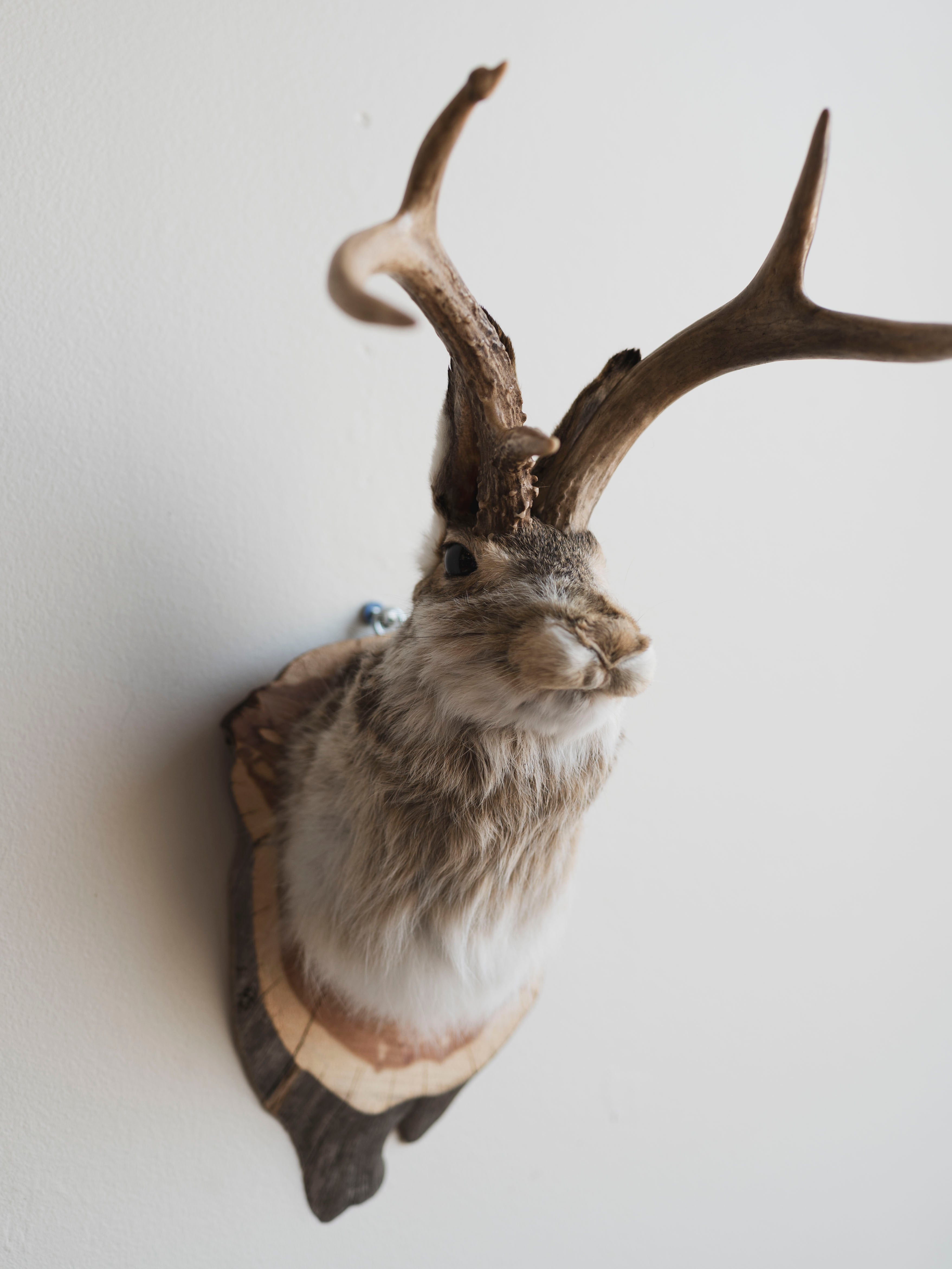 Jackalope Taxidermy (Juanita), TA231