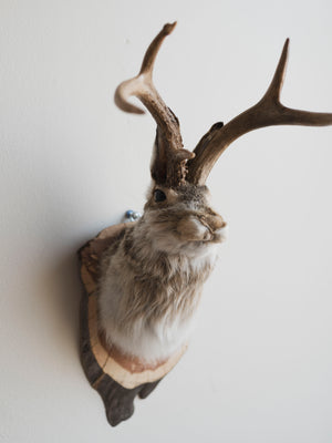 Jackalope Taxidermy (Juanita), TA231