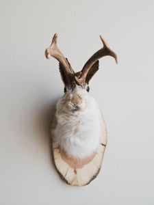 Jackalope Taxidermy (Jinx), TA234