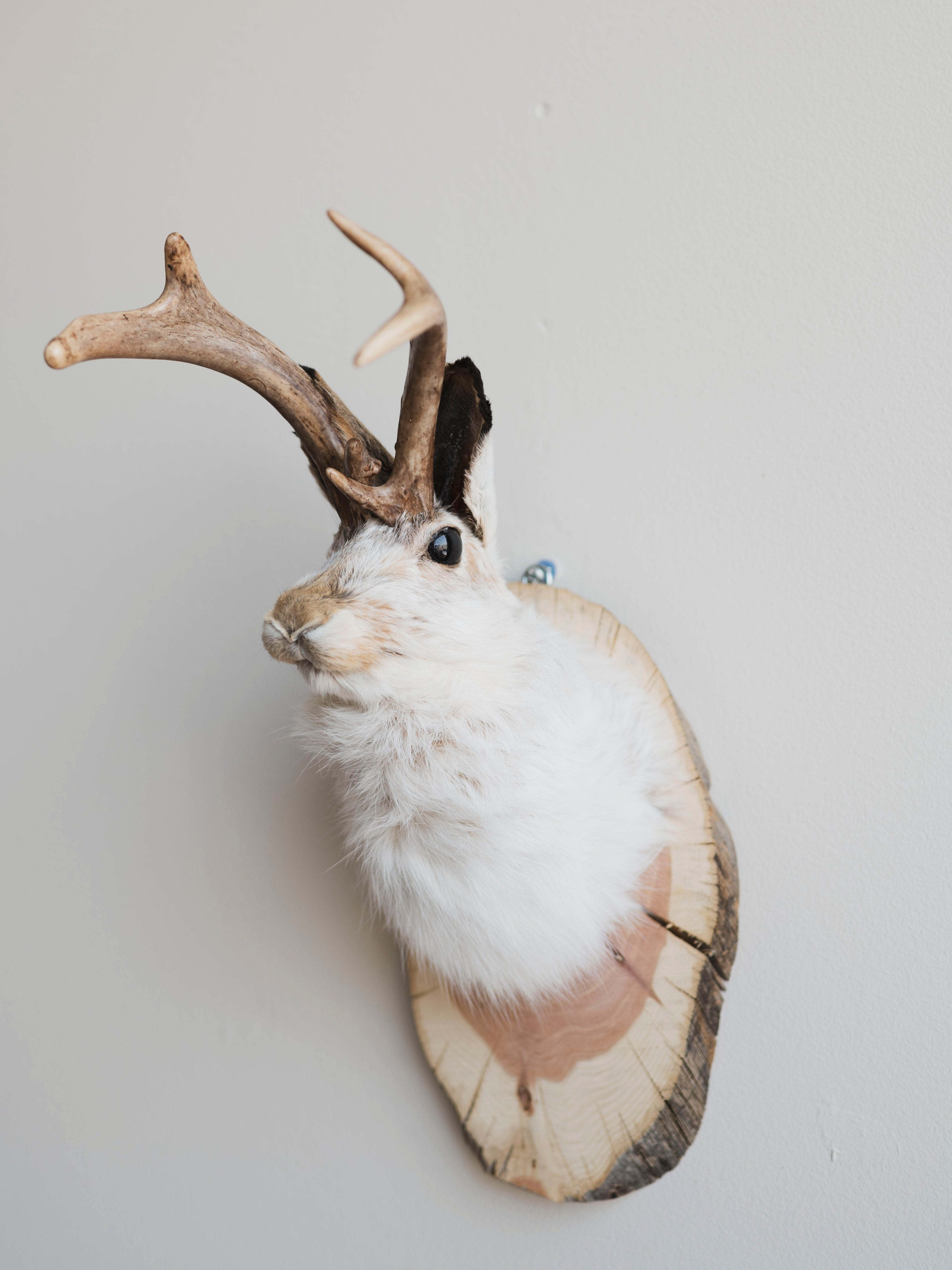 Jackalope Taxidermy (Jinx), TA234