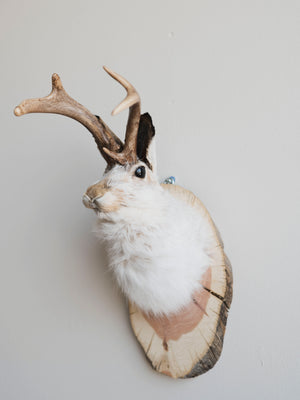 Jackalope Taxidermy (Jinx), TA234