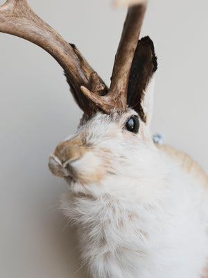 Jackalope Taxidermy (Jinx), TA234