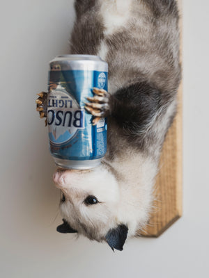 Beer Drinking Opossum Taxidermy (Creed), TA278