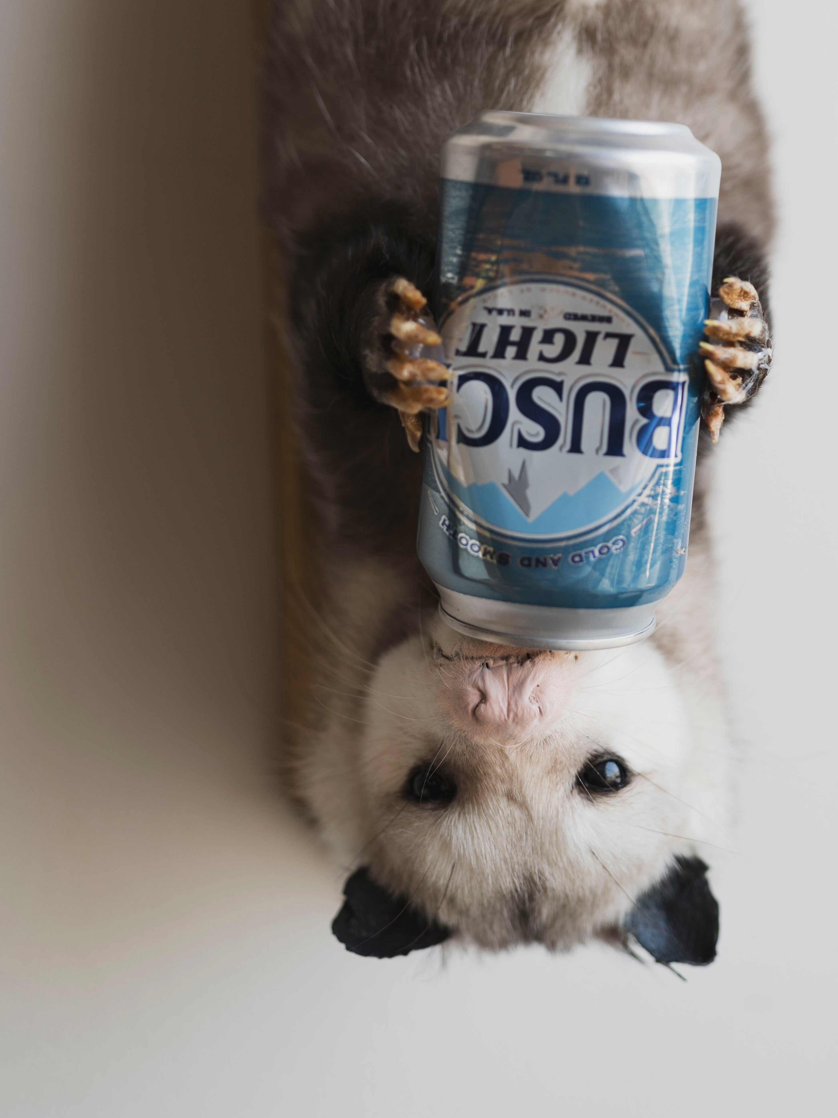 Beer Drinking Opossum Taxidermy (Creed), TA278