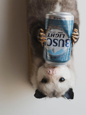 Beer Drinking Opossum Taxidermy (Creed), TA278