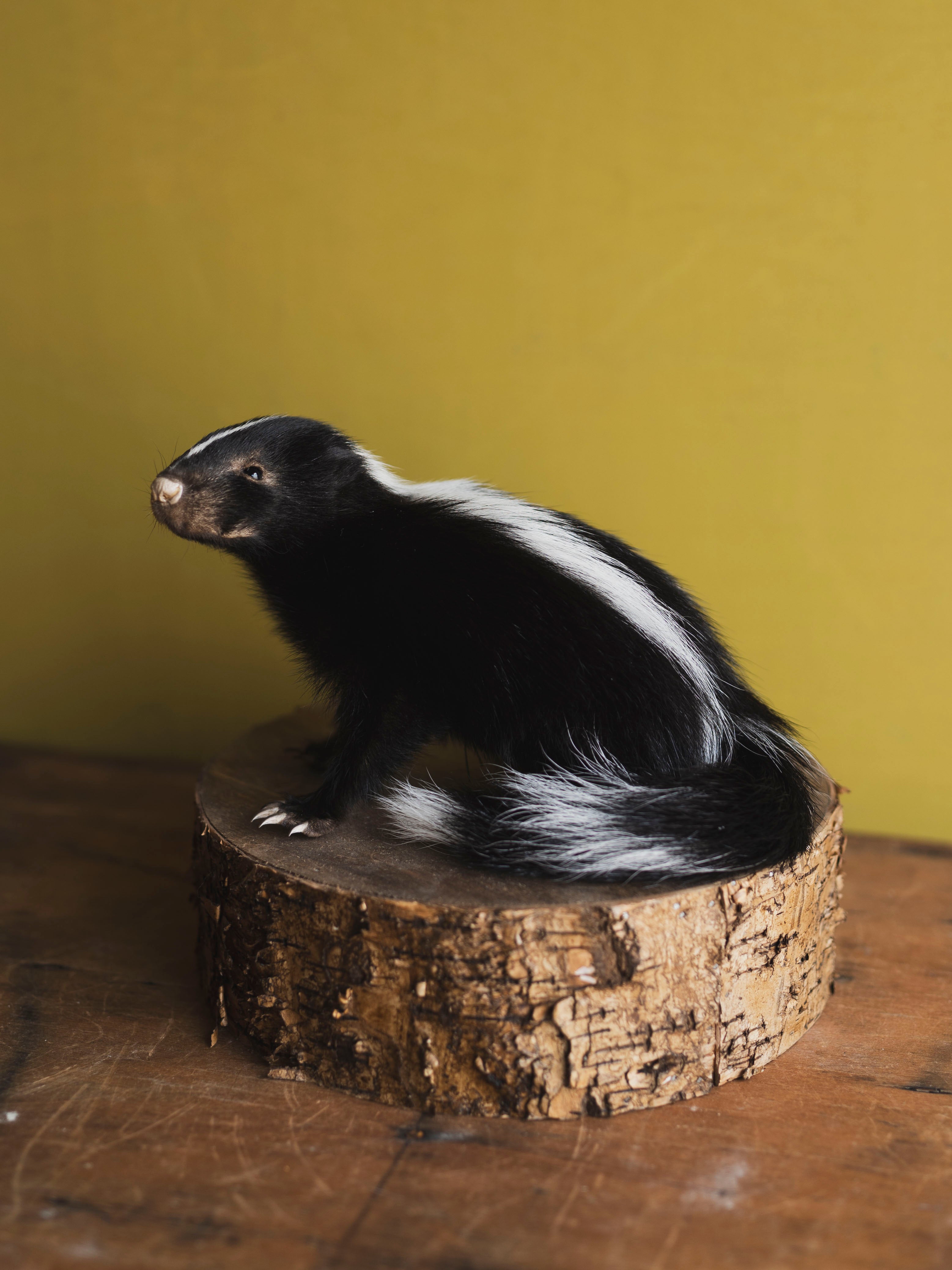 Juvenile Skunk Taxidermy (Citrine), TA266