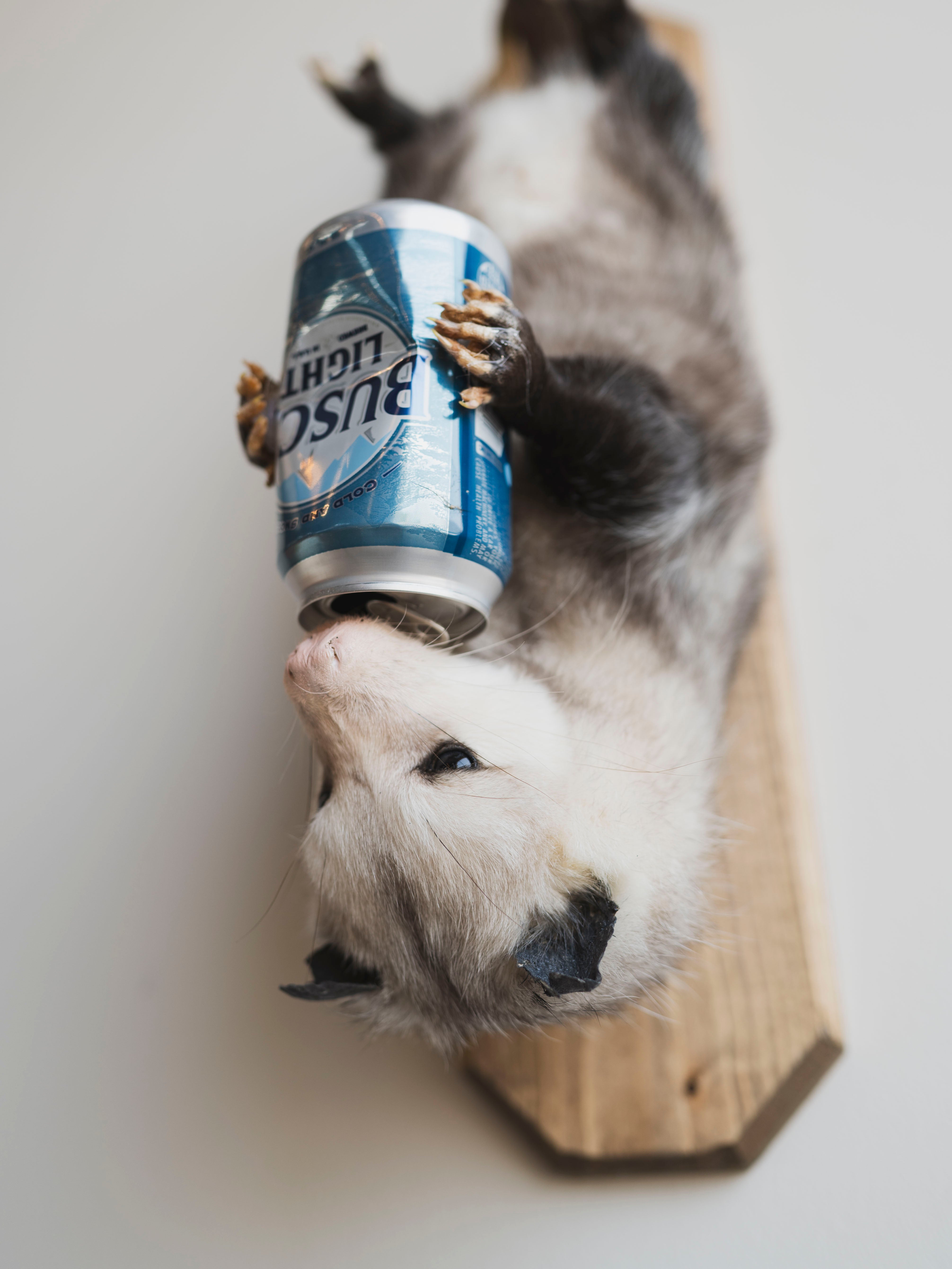 Beer Drinking Opossum Taxidermy (Creed), TA278