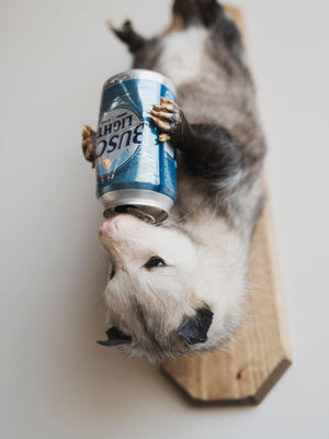 Beer Drinking Opossum Taxidermy (Creed), TA278