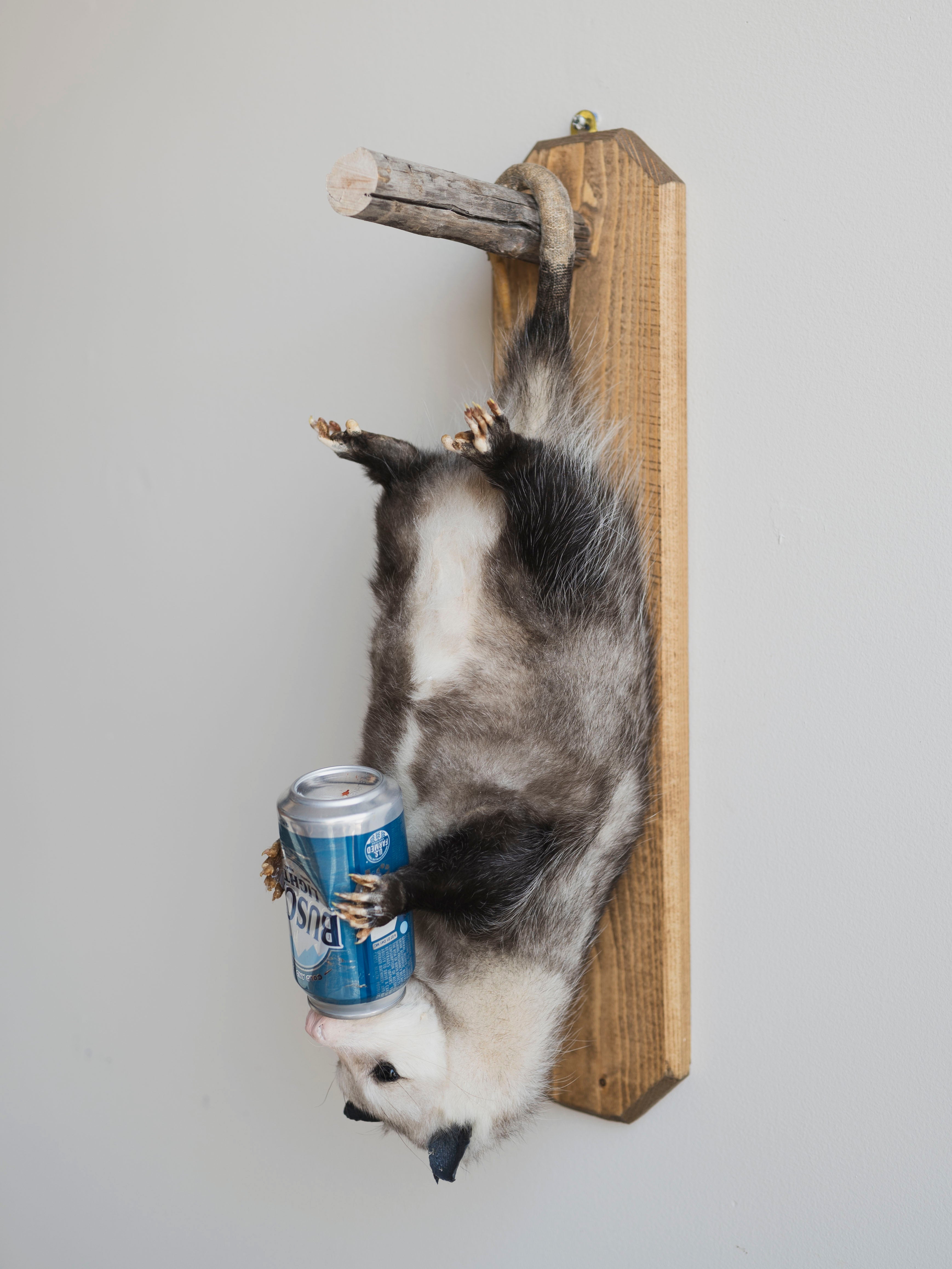 Beer Drinking Opossum Taxidermy (Creed), TA278