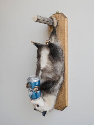 Beer Drinking Opossum Taxidermy (Creed), TA278