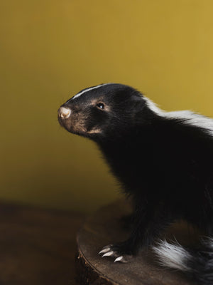 Juvenile Skunk Taxidermy (Citrine), TA266