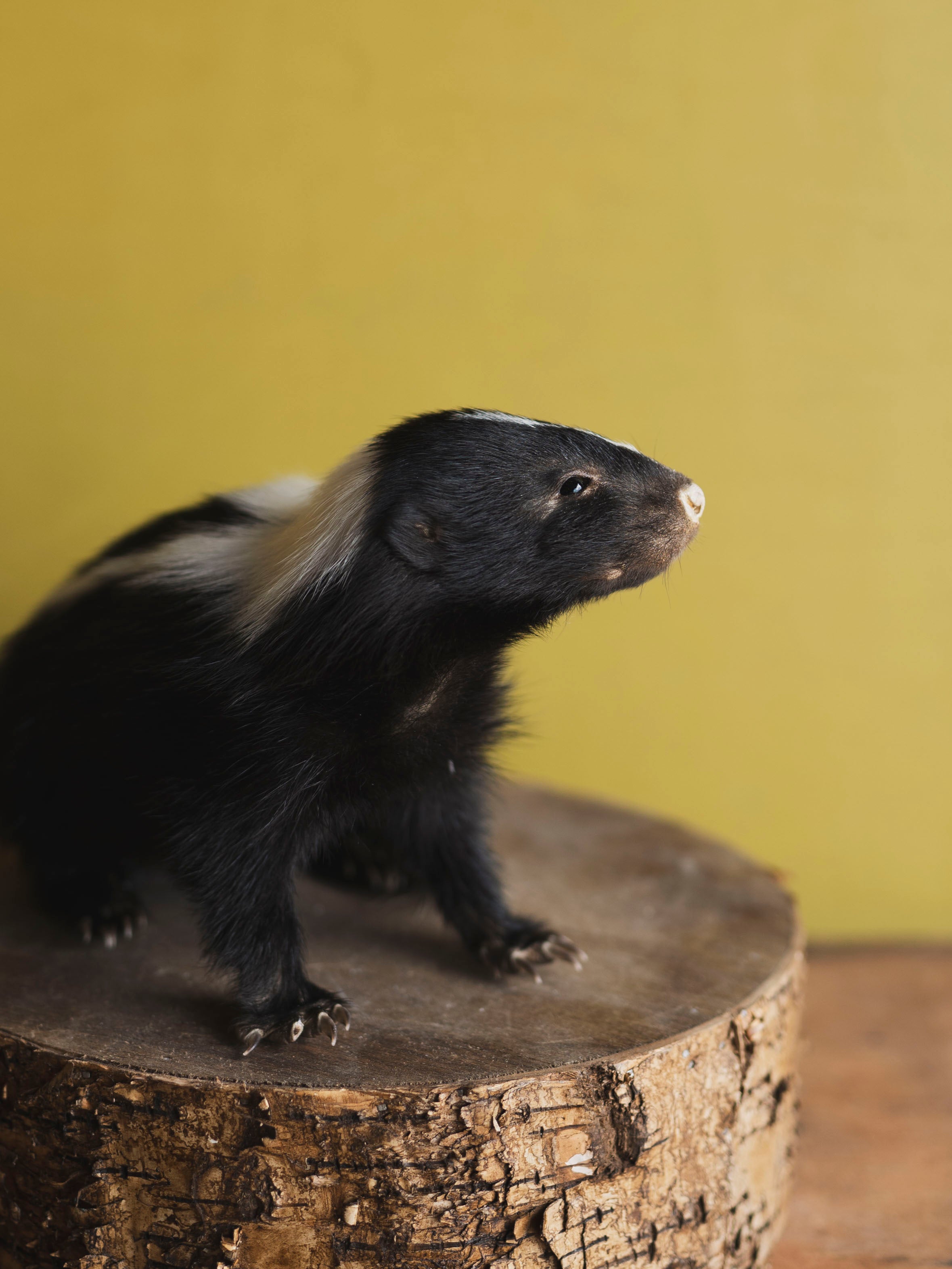 Juvenile Skunk Taxidermy (Citrine), TA266