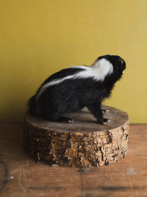 Juvenile Skunk Taxidermy (Citrine), TA266