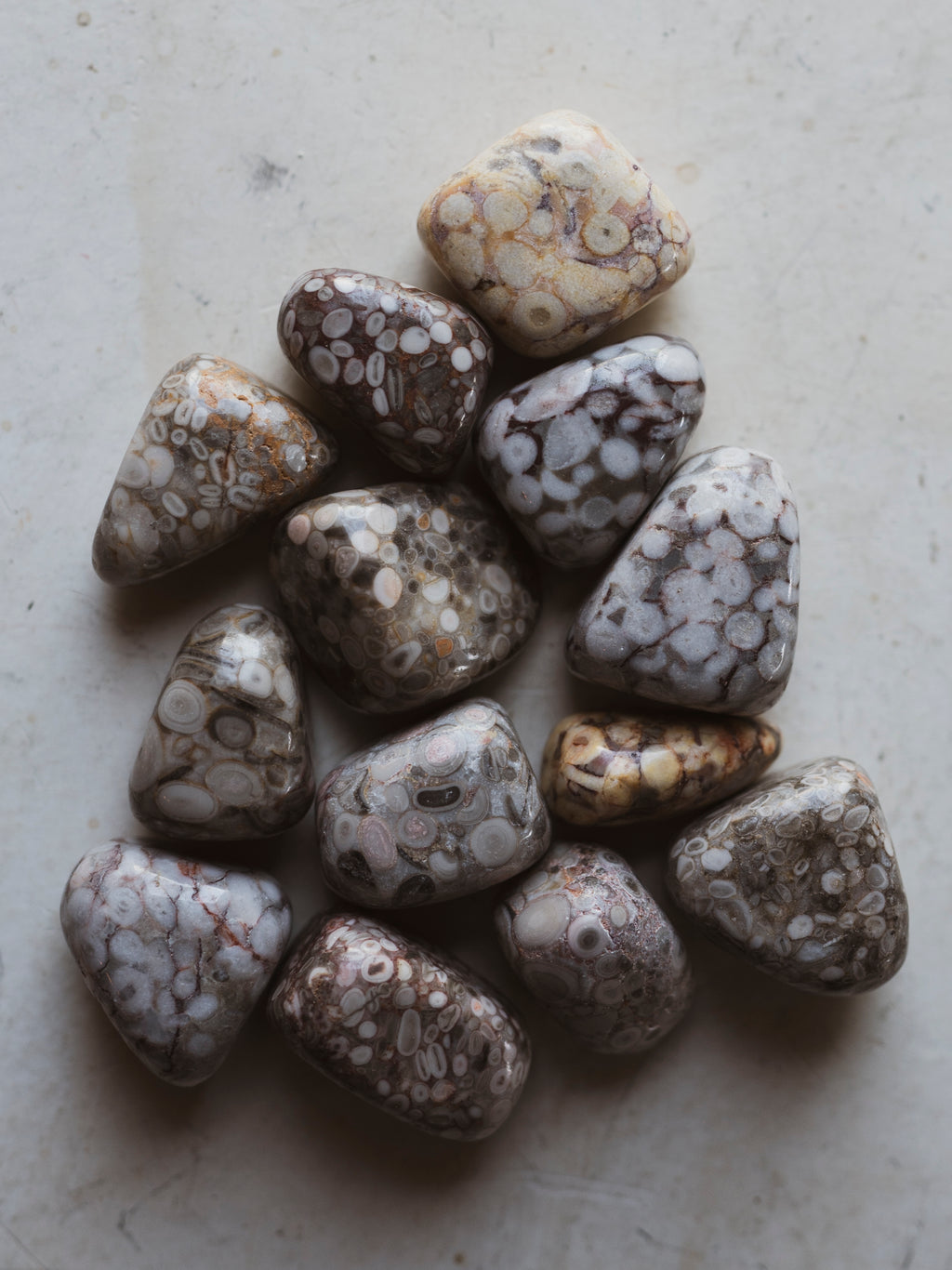 1" Polished White Leopard Skin Jasper, RM1624