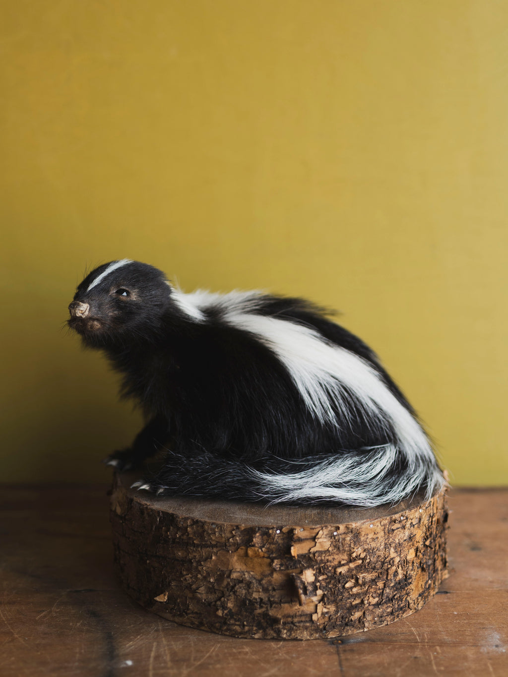 Juvenile Skunk Taxidermy (Jasper), TA246