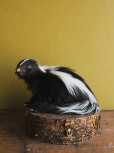 Juvenile Skunk Taxidermy (Jasper), TA246